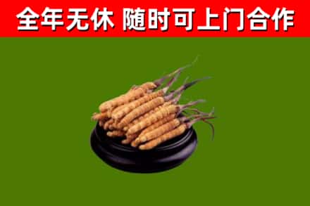盐山回收散虫草