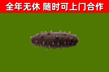 盐山回收海参干